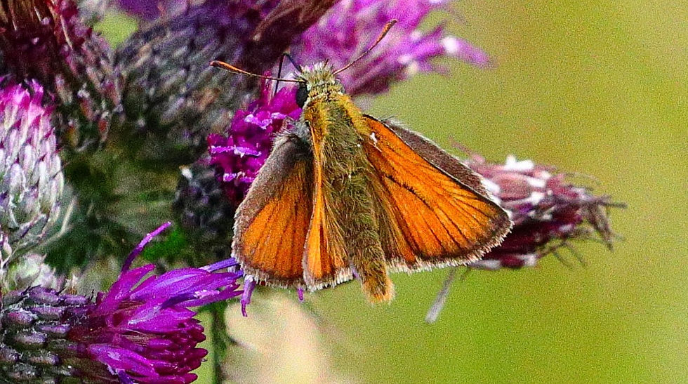 Essex Skipper Butterfly 10th July 2024 Chawton Hampshire