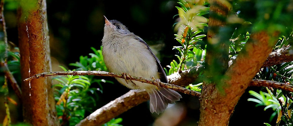 Juvenile Goldcrest July 12th Chawton