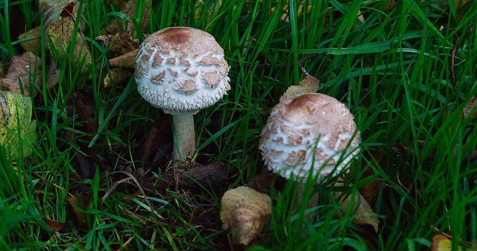 Shaggy Parasol Mushroom 20th October 2020 Chawton Hampshire