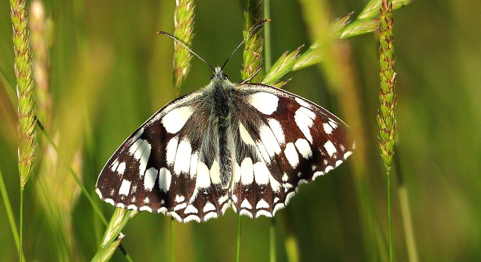 Marbled White 27th June 2024 Chawton Hampshire