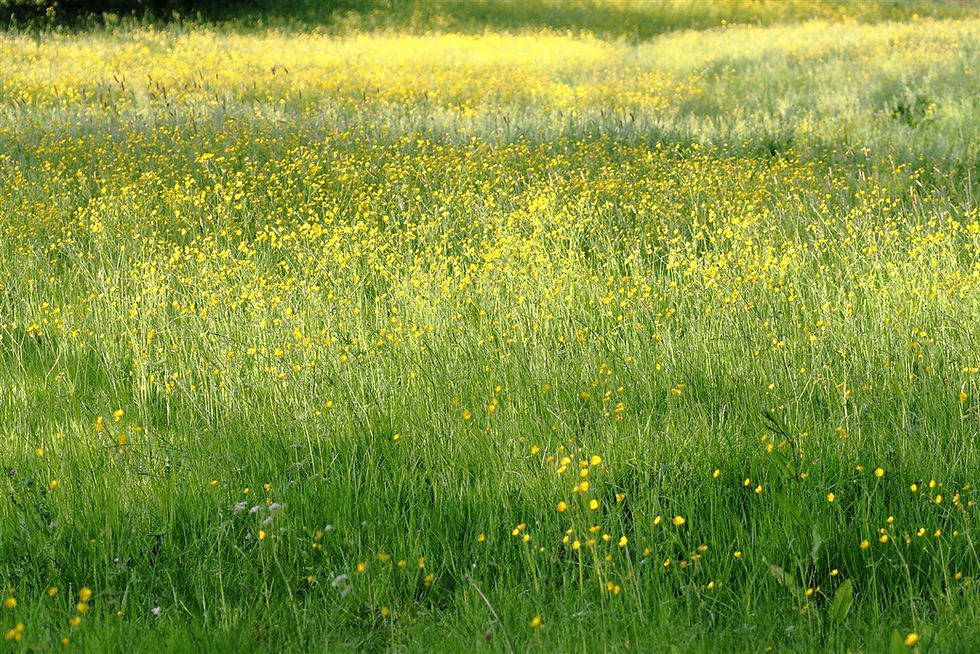 Feild of Buttercups 27th May 2026 Isington Hampshire