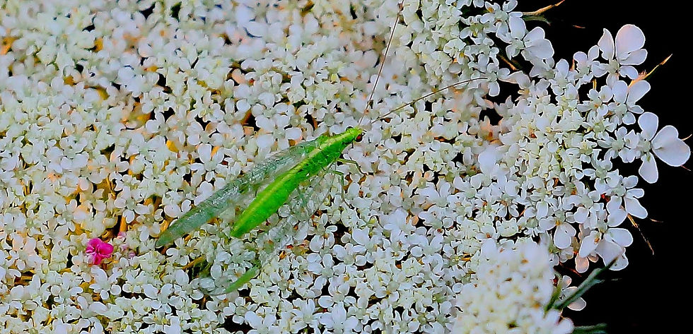 Green Lacewing 17th July 2022 Chawton Hampshire