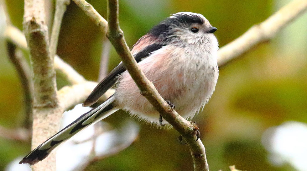 Long Tailed Tit 18th January 2025 Chawton Hampshire