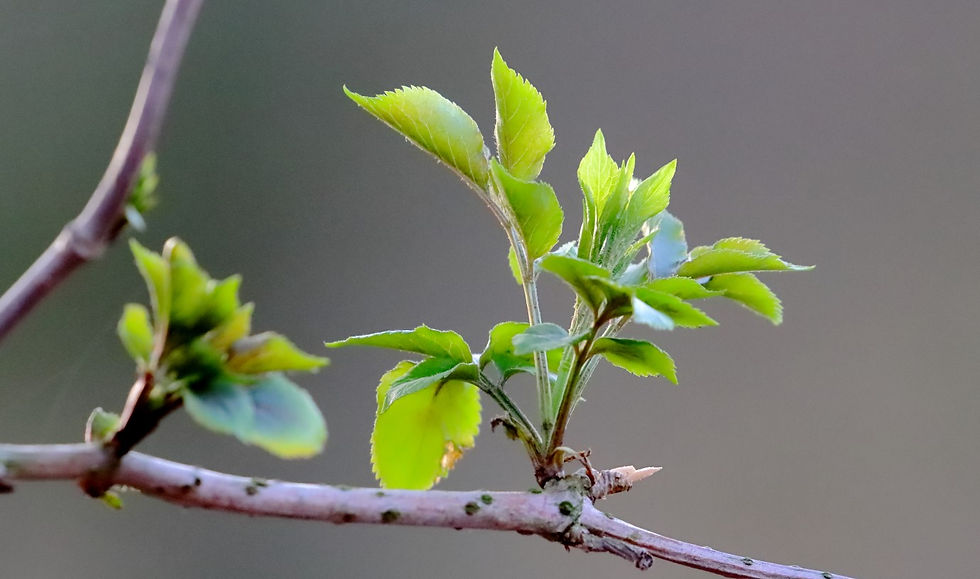 Elder Buursting into Leaf 9th February 2023 Isington Hampshire