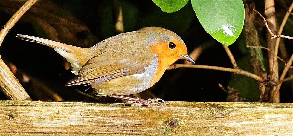 Robin 23rd October 2022 Chawton Hampshire
