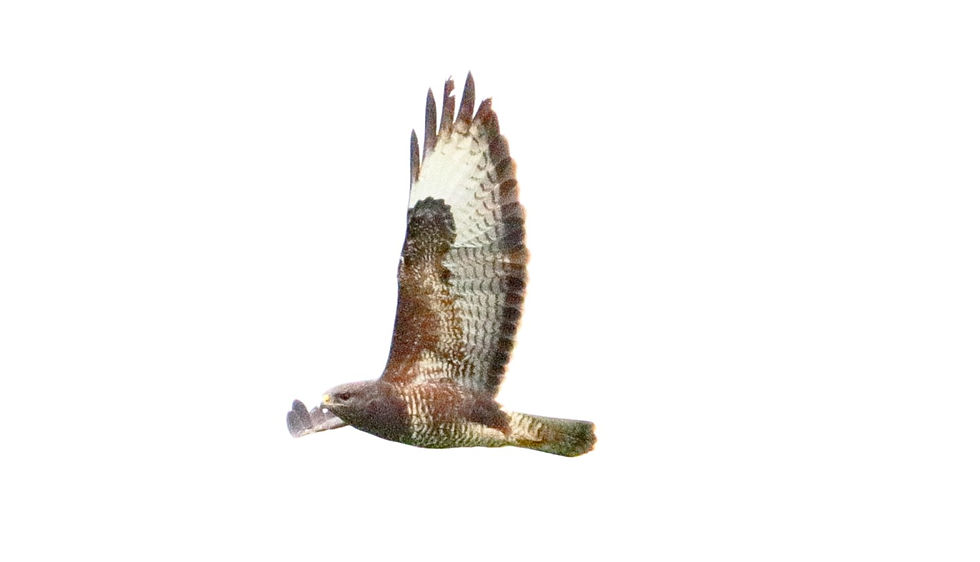 Common Buzzard 14th March 2024 Chawton Hampshire