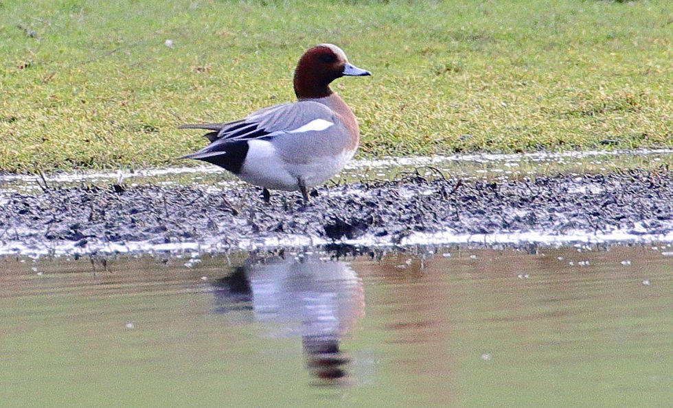Eurasian Teal 9th Februaru 2023 Isington Hampshire