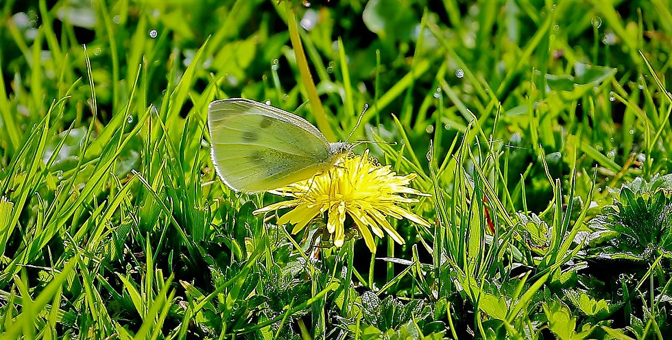 Large White 20th August Chawton