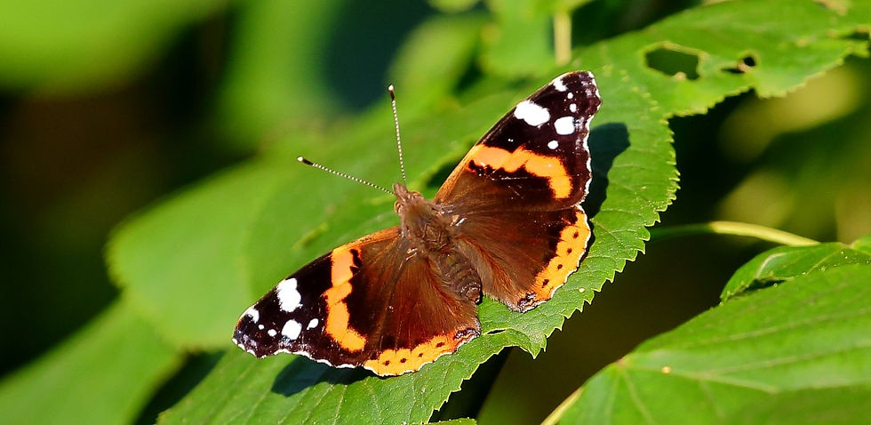 Red Admiral July 3rd Chawton