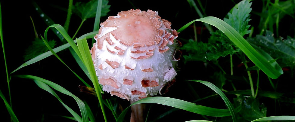 Shaggy Parasol Mushroom 15th October