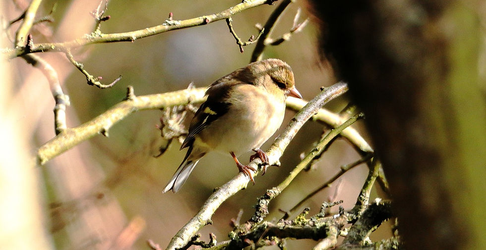 Female Chaffinch 14th February 2025 Chawton Hampshire