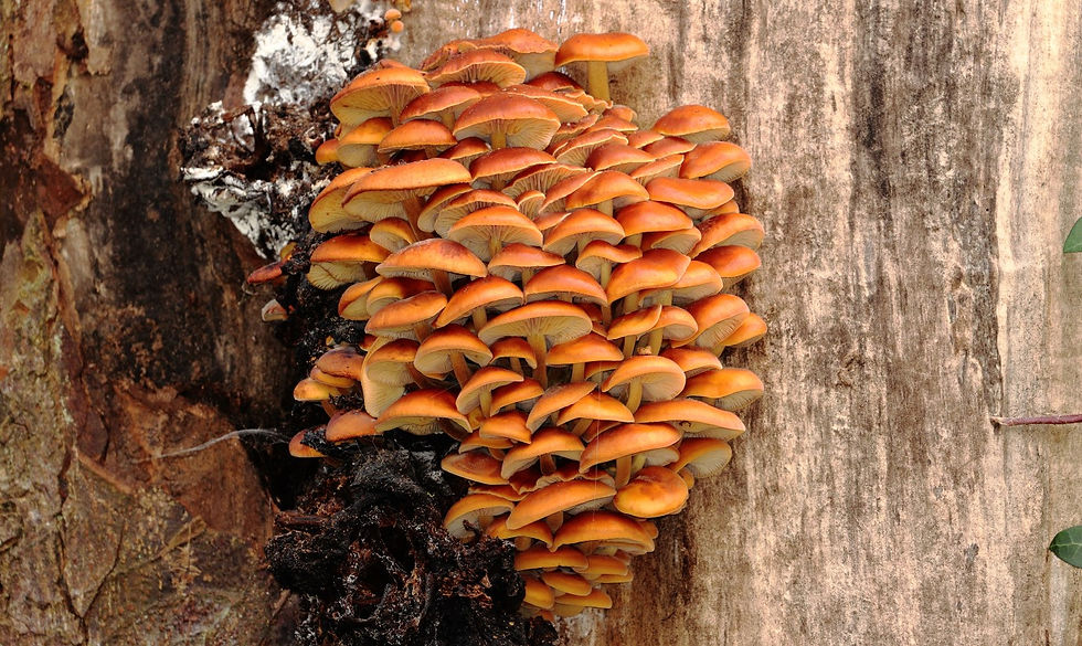 Velvet Shank Fungi 14th February 2025 Chawton Hampshire
