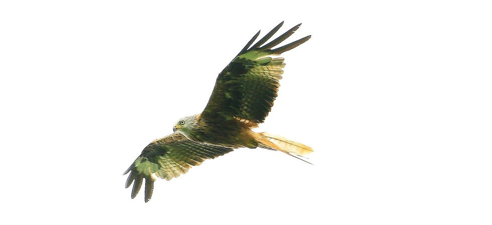 Red Kite August 3rd Chawton