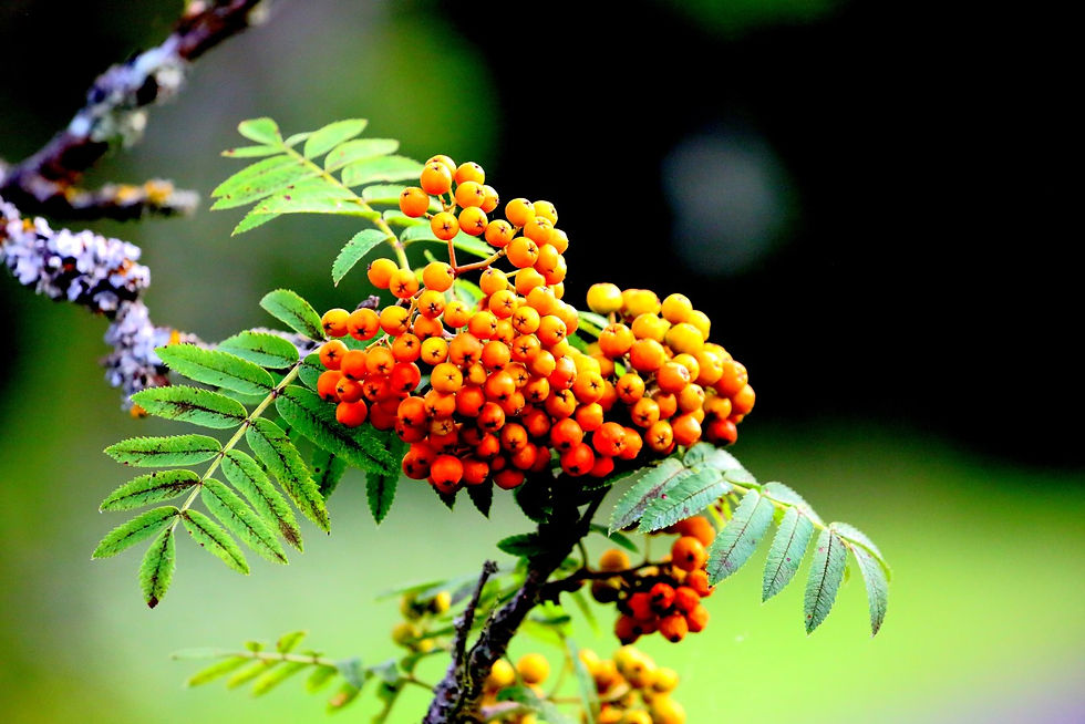 Rowan Tree Berries 21st July 2021 Chawton Hampshire