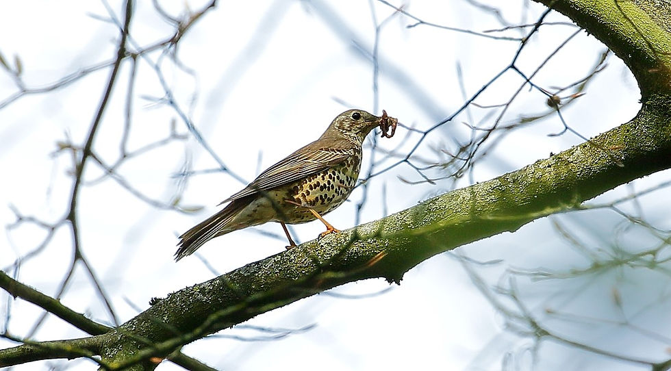 Mistle Thrush February 28th Isington