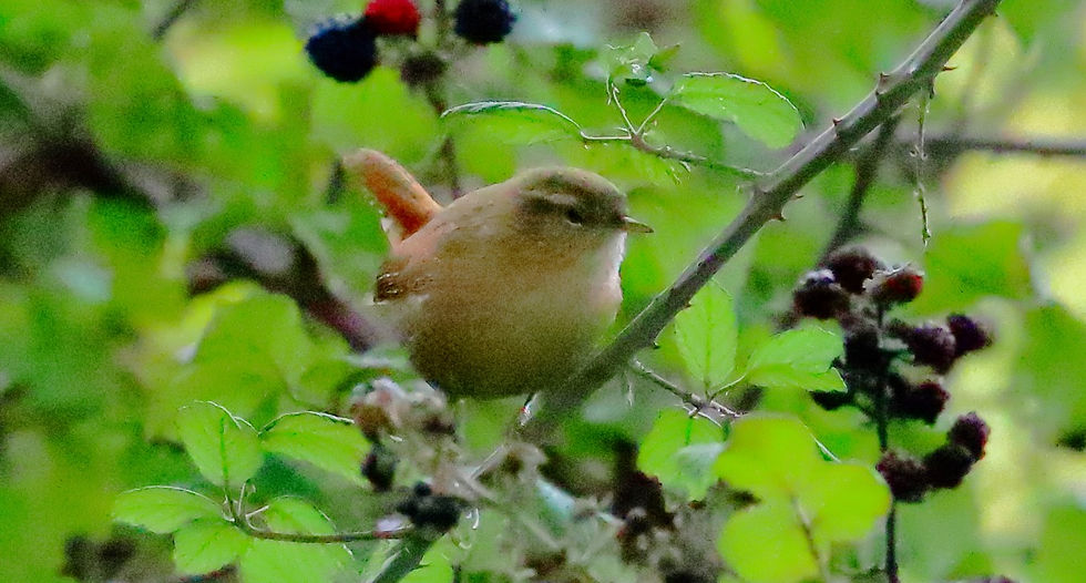 Wren 2nd October 2025 Kingsley Hampshire