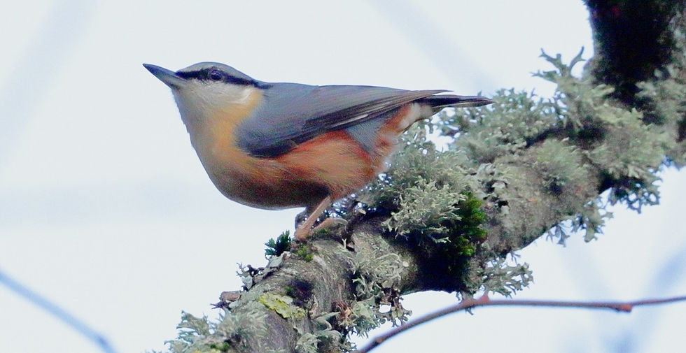 Nuthatch 22nd January 2024 Chawton Hampshire