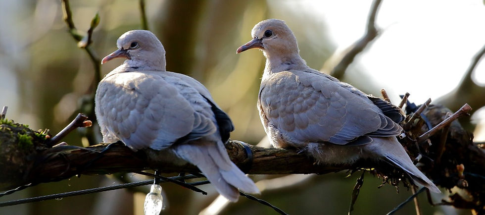 Collared Dove April 13th Chawton