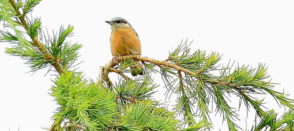 Nuthatch 23rd July 2020 Chawton Hampshire