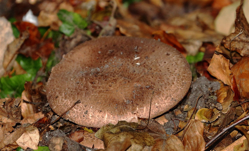 Blushing Wood Mushroom 23rd September 2026 Valley End Surrey