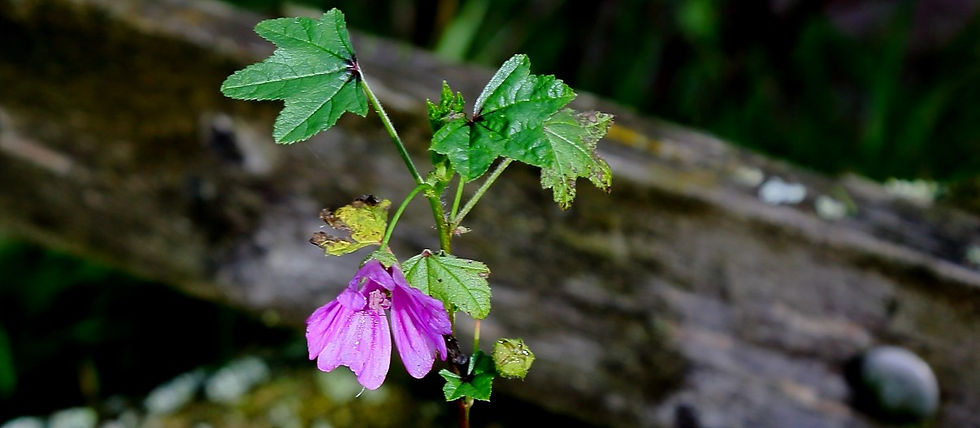 Lavatera Mission Mallow 19th October