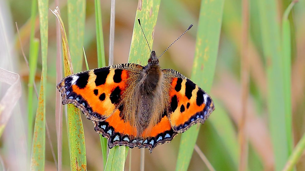 Small Tortoiseshell July 15th