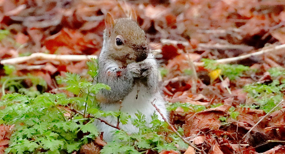 Grey Squirrel 22nd January 2024 Chawton Hampshire