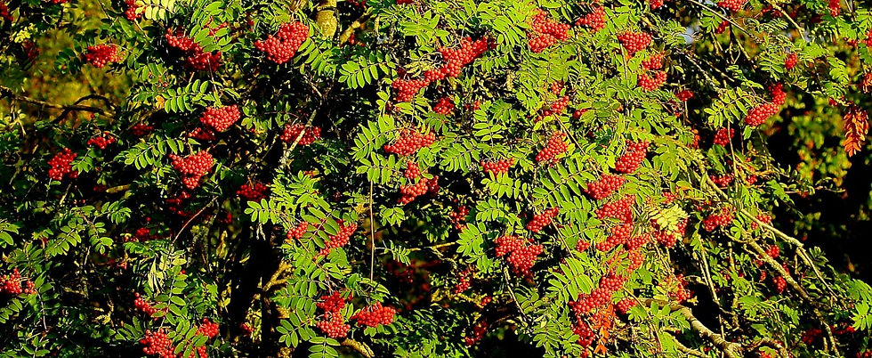 Rowan Berries August 12th Chawton