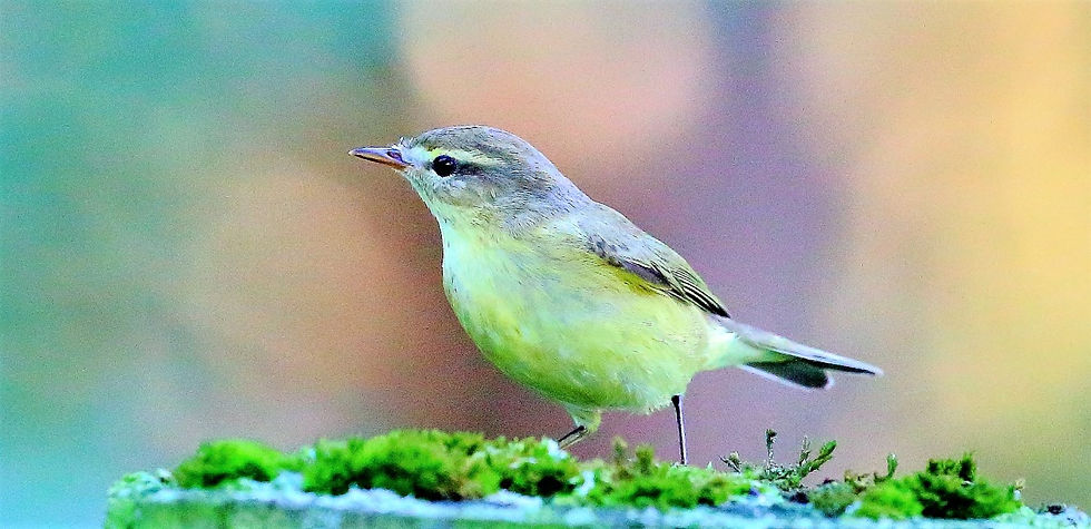 Chiffchaff 14th September 2022 Isington Hampshire