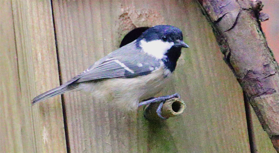 Coal Tit 24th March 2026 Chawton Hampshire