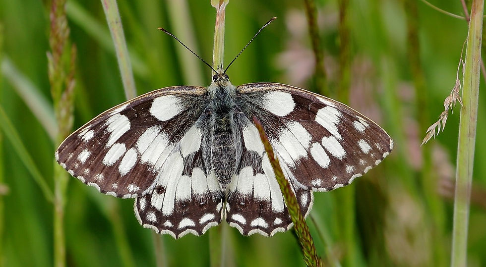 Marbled White July 3rd Chawton