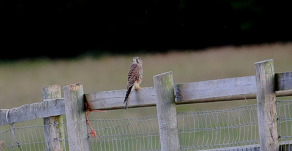 Juvenile Kestrel July 13th Chawton