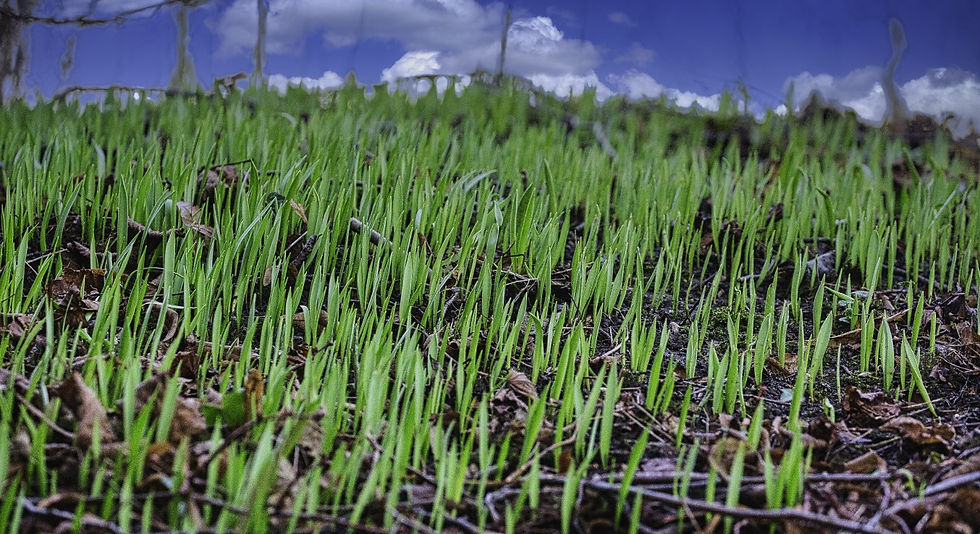 Early Snowdrops Emerging14th January 2022 Isington Hampshire