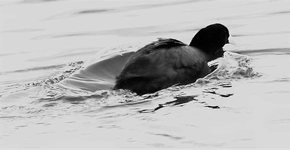 Coot 13th February 2023 Alton Hampshire