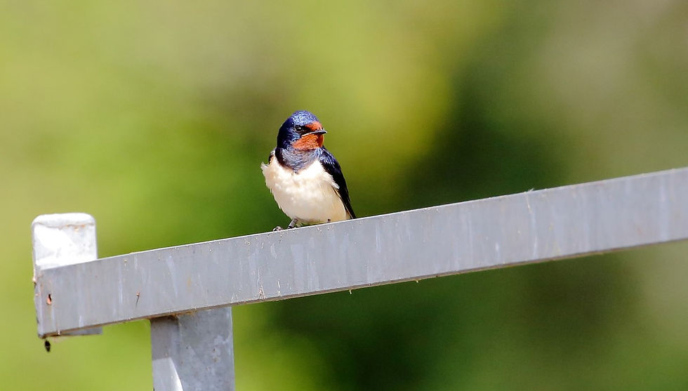 April 2019 Chawton Hampshire