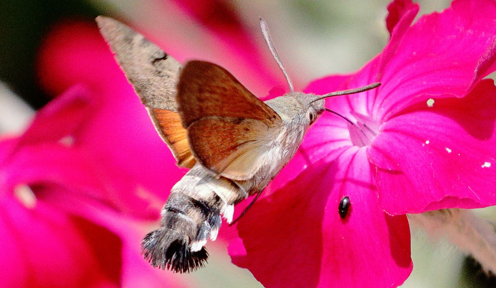 Hummingbird Hawk Moth 15th June 2025 Chawton Hampshire