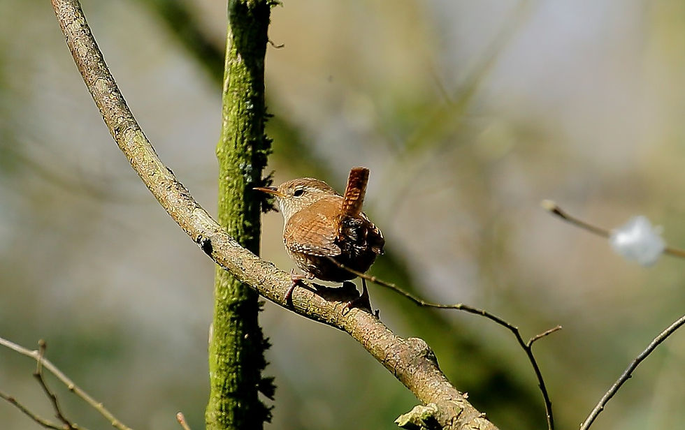 Wren April 20th Chawton