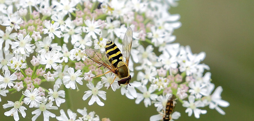 Hover Fly August 12th Chawton