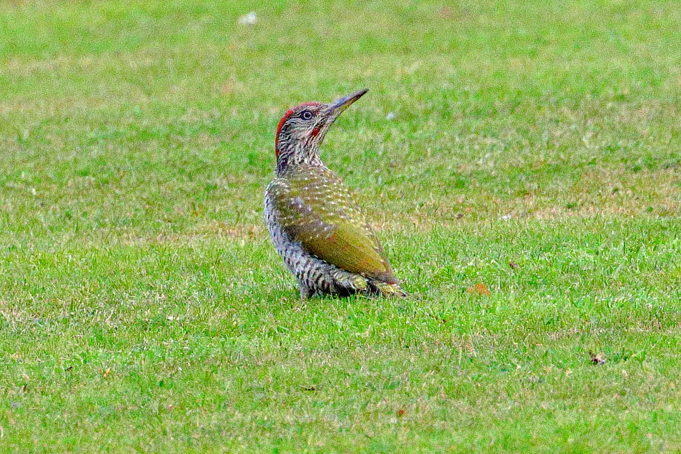 Juvenile Green Woodpecker 18th August 2024 Chawton Hampshire