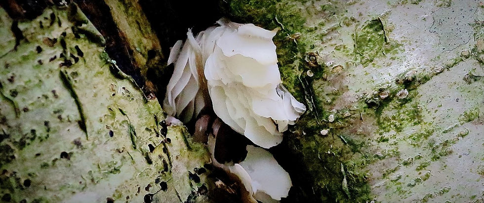 Snow Fungus Tremella fuciformis)