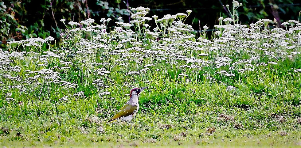 Green Woodpecker 24th August Chawton