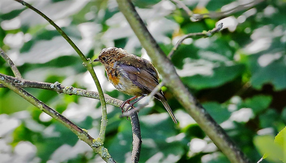 Juvenile Robin 24th August Chawton