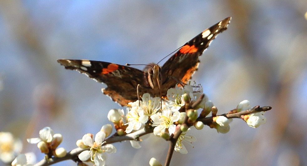 Red Admiral Butterfly 20th March 2025 Isington Hampshire