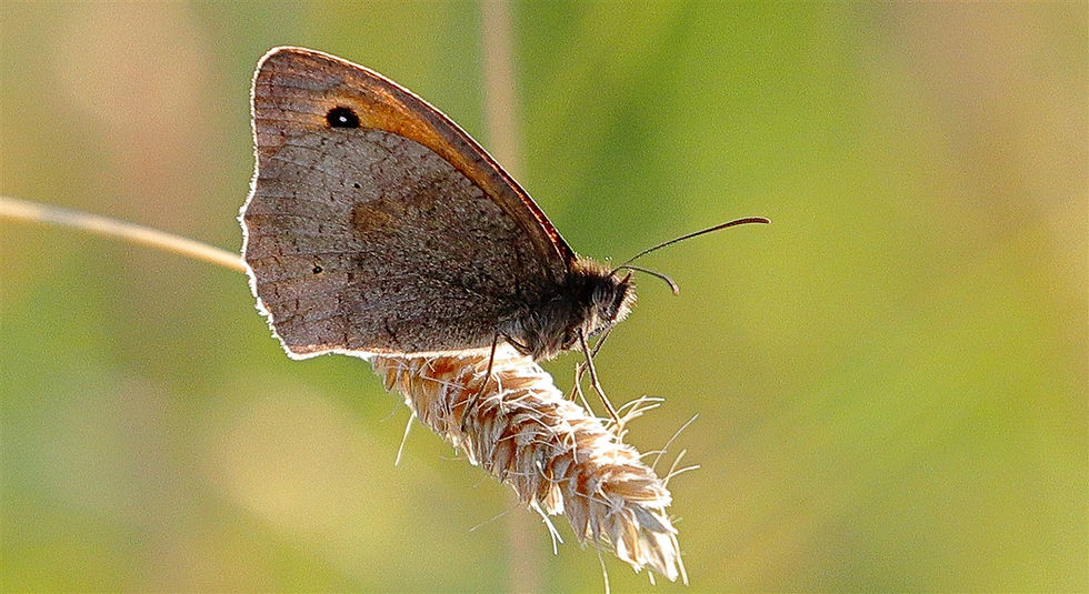 Meadow Brown Butterfly 19th June 2026 Chawton Hampshire