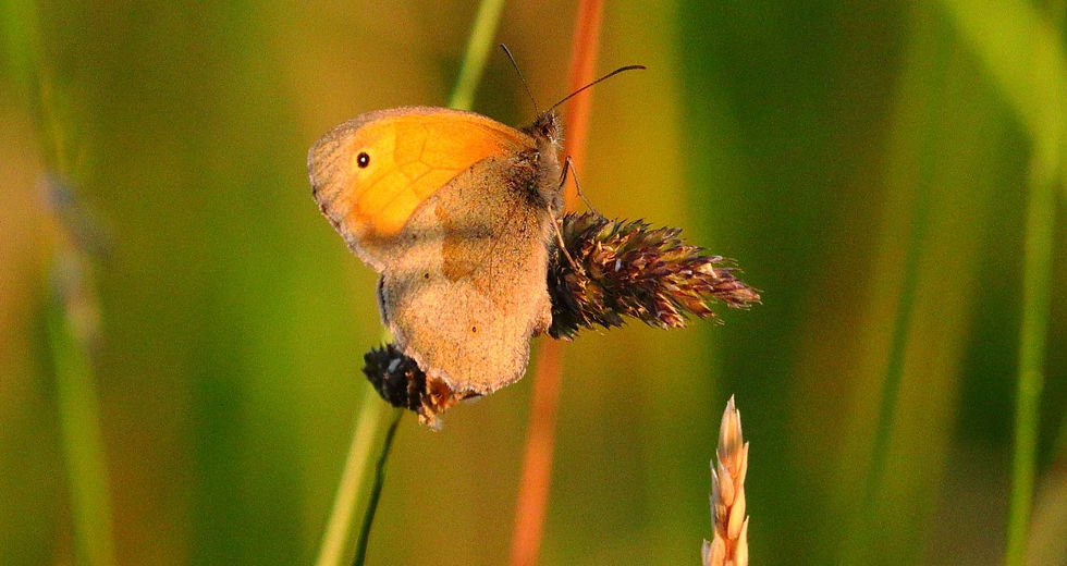 Meadow Brown Butterfly 24th June 2024 Chawton Hampshire