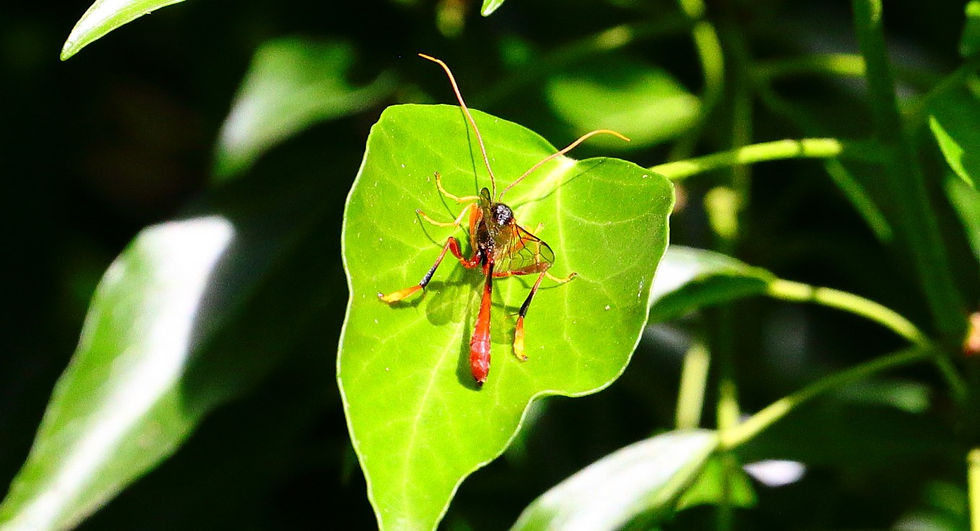 Inchneumon wasp - Therion circumflexum 10th July 2024 Chawton Hampshire