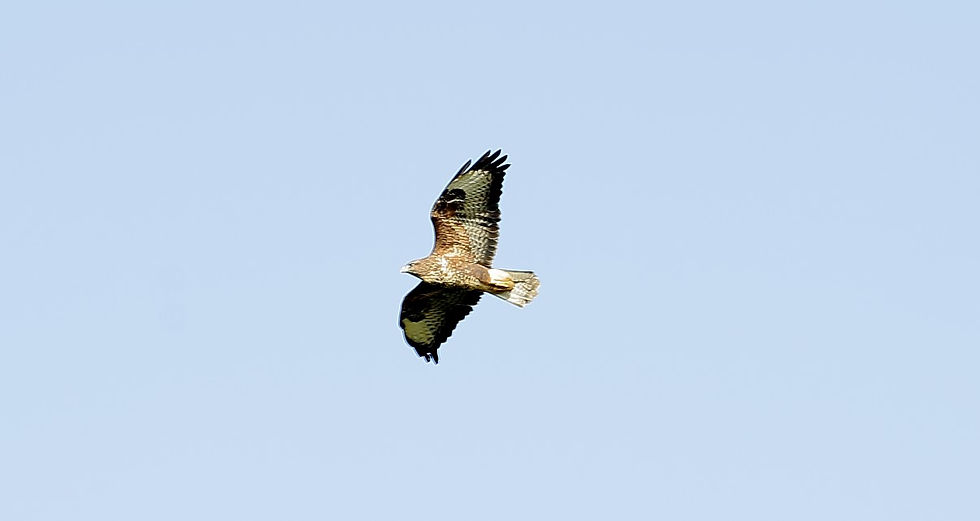 Common Buzzard 18th October Chawton