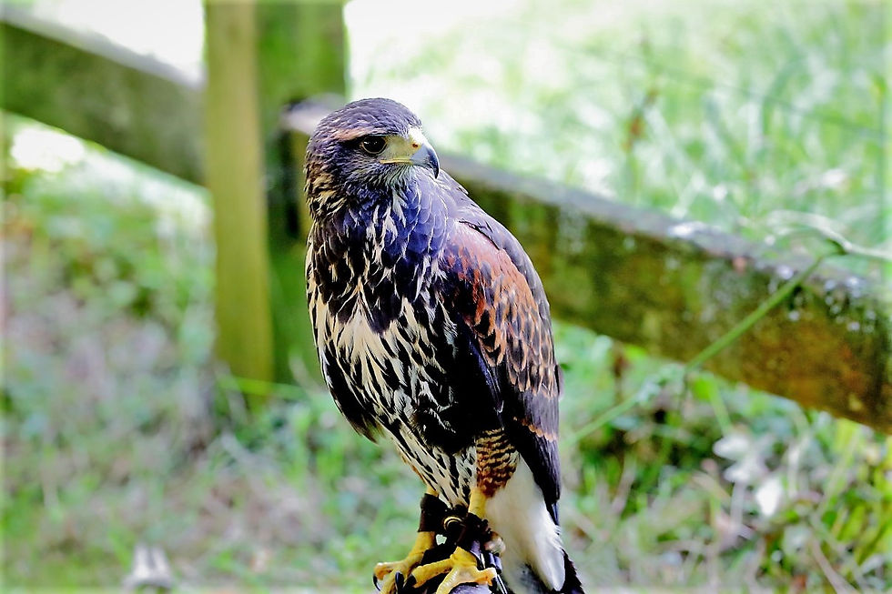 Harris Hawk 22nd August Chawton
