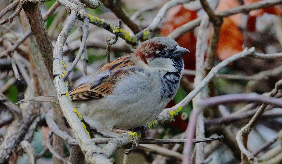 Male House Sparrow 22nd January 2024 Chawton Hampshire