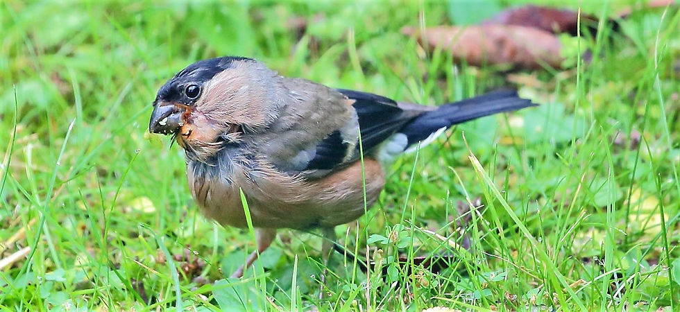 Female Bullfinch 16th August 2020 Chawton Hampshire